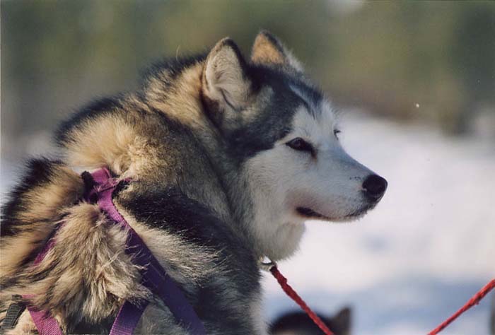 Orka