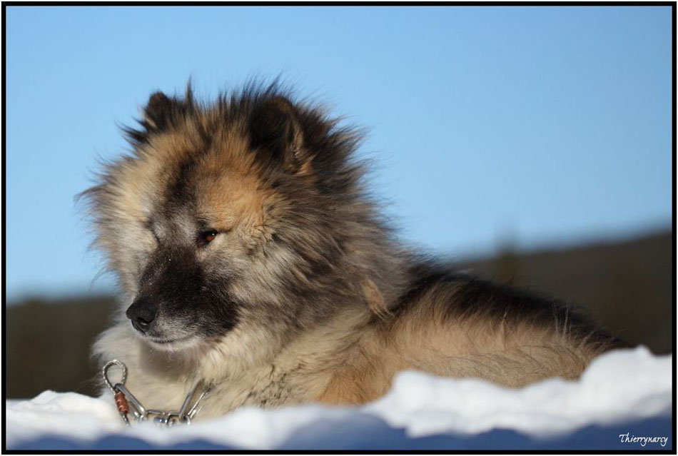 Laika