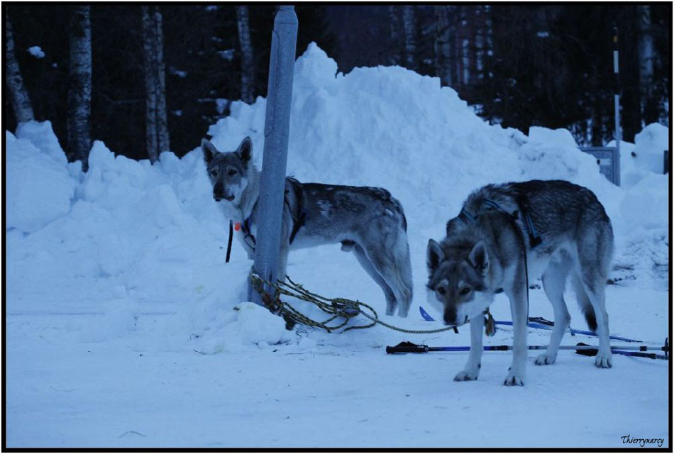 Rencontre de Ario avec ses loups tcheques (aventurier Italien) site..backtothemother.it 50