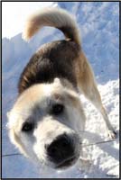 Arctic