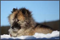 Laika