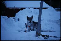 Rencontre de Ario avec ses loups tcheques (aventurier Italien) site..backtothemother.it   051