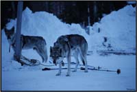Rencontre de Ario avec ses loups tcheques (aventurier Italien) site..backtothemother.it 