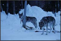 Rencontre de Ario avec ses loups tcheques (aventurier Italien) site..backtothemother.it 50